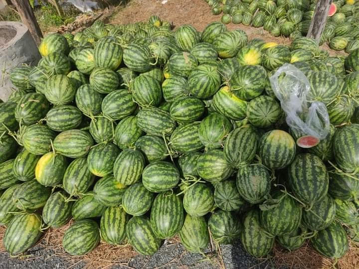 Một số diện tích dưa hấu đã được bà con nông dân xã Vĩnh Phú Đông huyện Phước Long thu hoạch sớm.