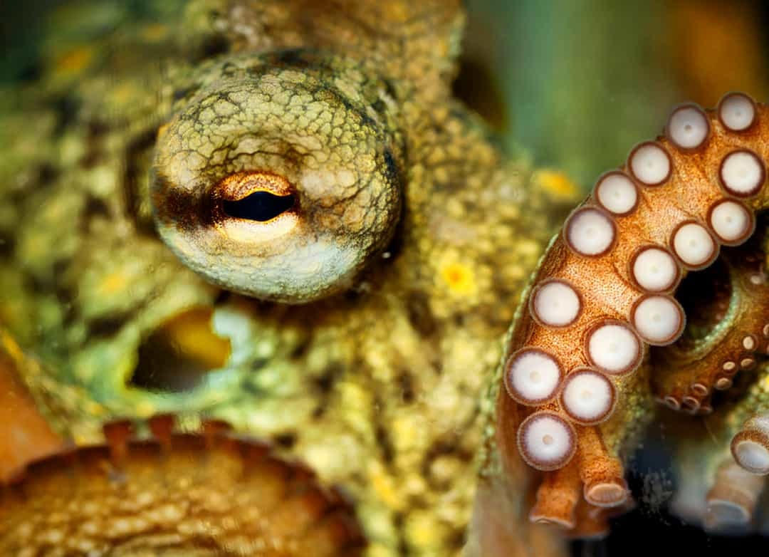 Bạch tuộc không thể nhìn thấy màu sắc và mắt của chúng tập trung thông qua chuyển động, giống như ống kính của máy ảnh hoặc kính thiên văn.  