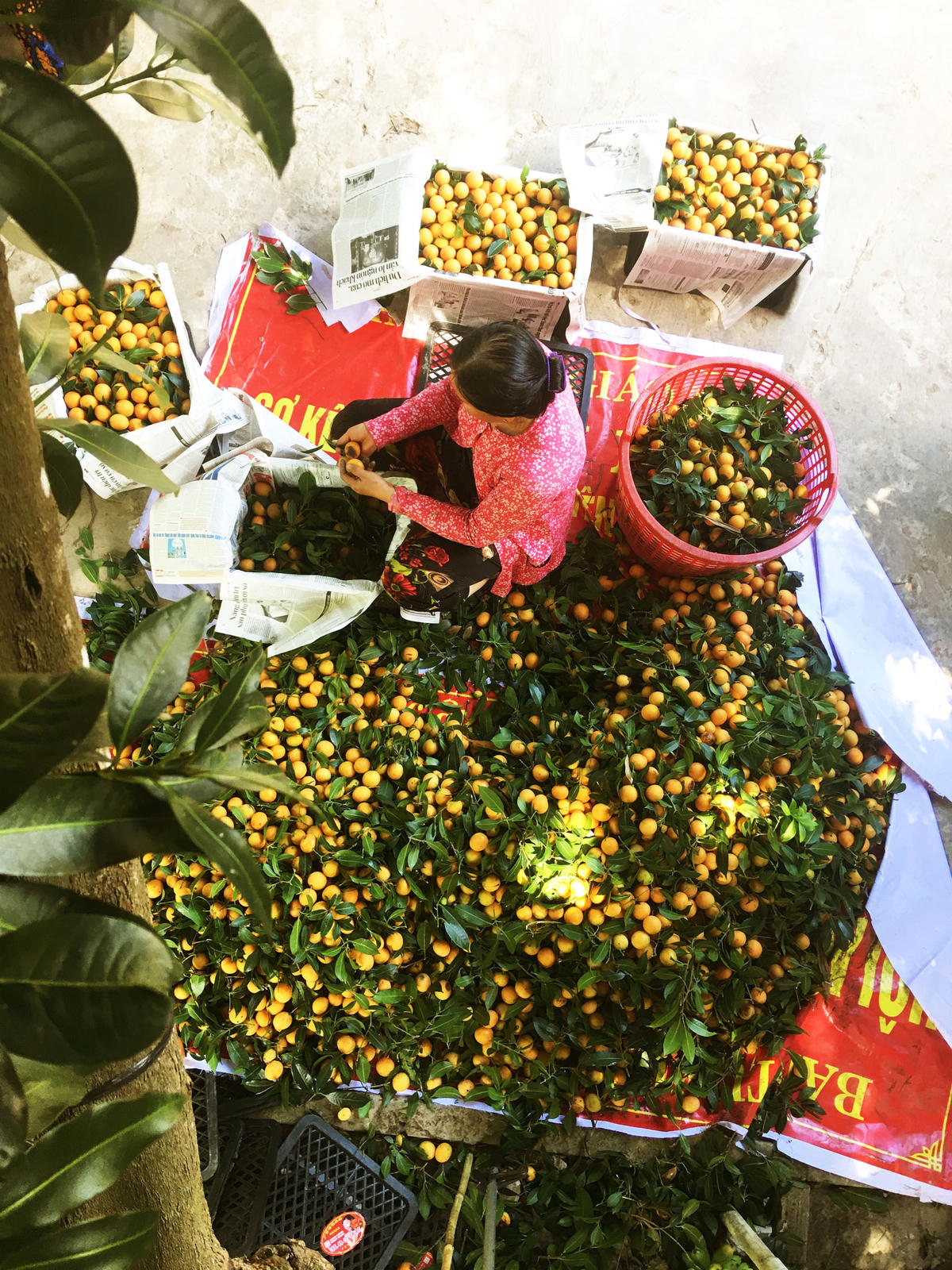 Phân loại trái để đóng gói giao cho thương lái. 