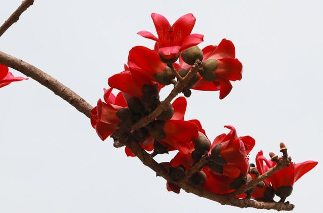 Hoa gạo còn được gọi là hoa mộc miên, hoa pơ-lang, được trồng nhiều ở vùng ngoại thành Hà Nội.  