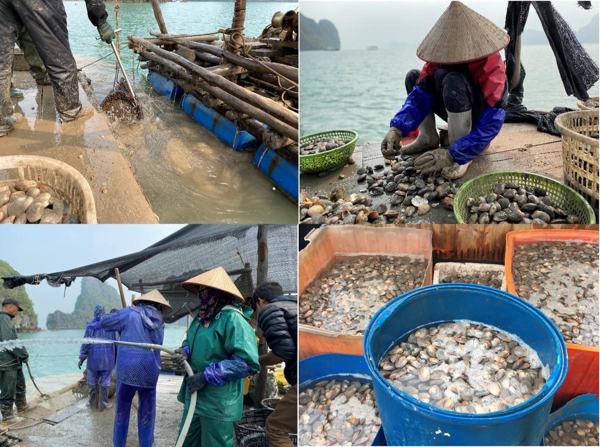 Do dịch Covid-19 nên sản lượng thu hoạch ngao 2 cùi ở huyện Vân Đồn giảm đáng kể so với cùng kì.