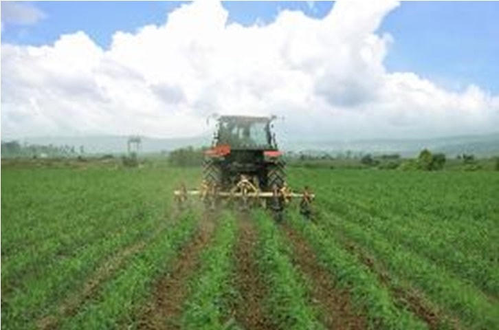 Cánh đồng yến mạch, bắp hữu cơ tại Trang trại bò sữa Lao-Jagro ở Xiêng Khoảng (Lào), ảnh chụp tháng 5/2021.