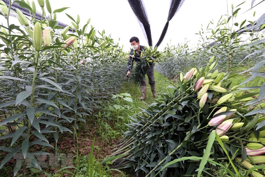 Làng hoa Tây Tựu ế ẩm.  