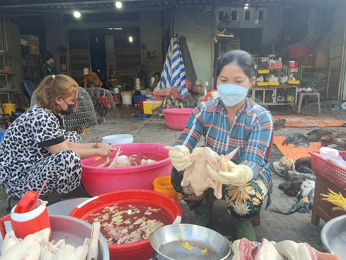 Gà sau khi được mua được làm sạch người dân về luộc để cúng.