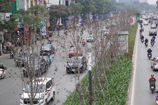 Trước đó, việc Hà Nội trồng thử nghiệm cây phong lá đỏ trên phố đã gây nhiều ý kiến trái chiều. Một số chuyên gia cho rằng phong lá đỏ khó sống trong điều kiện khí hậu nhiệt đới và tốn công chăm sóc. Ngoài ra lá cây rụng nhiều xuống đường cũng là một điểm trừ.