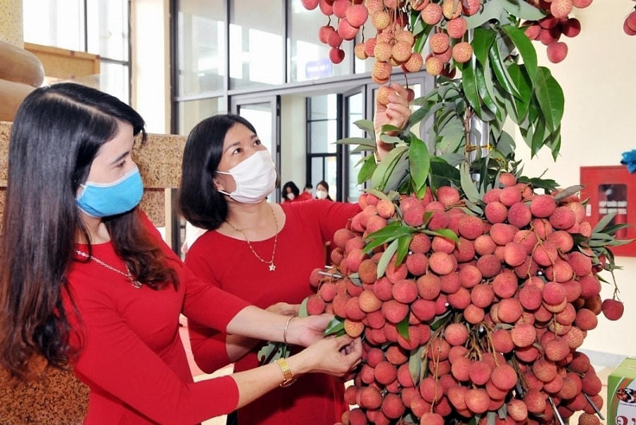 Mùa vải ở Bắc Giang.