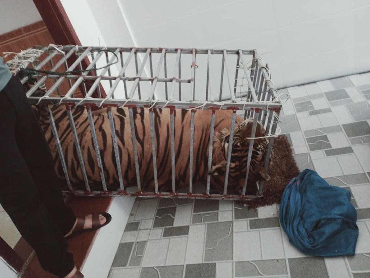 Trong khi đó, 9 con còn lại hiện đang yếu, trong đó có nhiều con chưa ăn miếng thịt nào.