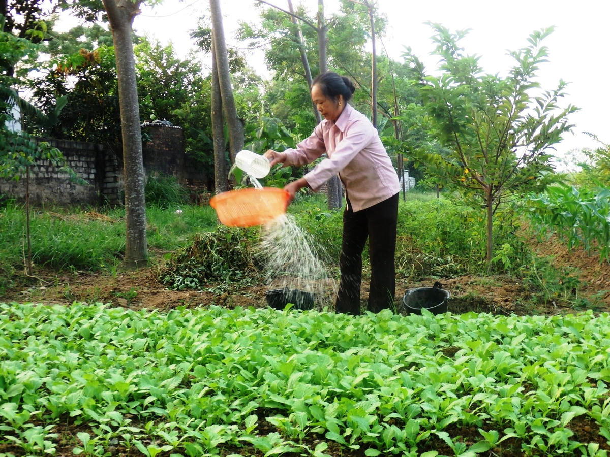 Bà Phương chăm sóc luống rau trước nhà.  