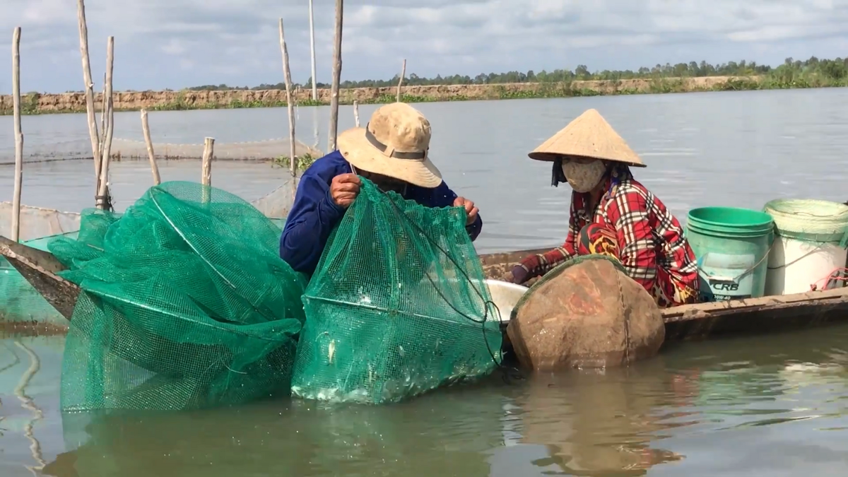 Mùa nước về ở Đồng Tháp Mười