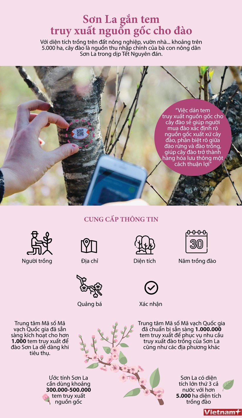 [Infographics] Sơn La gắn tem truy xuất nguồn gốc cho đào