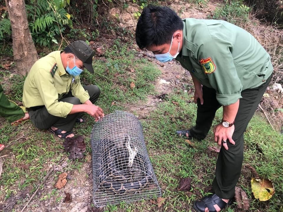 Lực lượng chức năng chuẩn bị thả cá thể trăn đất về lại rừng.