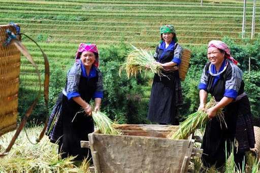 Mùa gặt vùng cao.