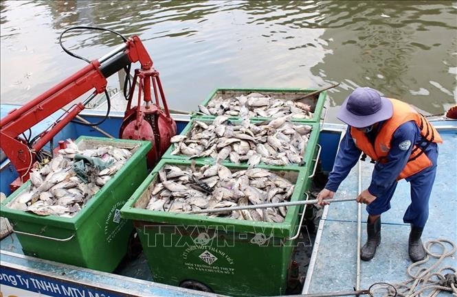 Cá chết hàng loạt trên kênh Nhiêu Lộc sau trận mưa trái mùa