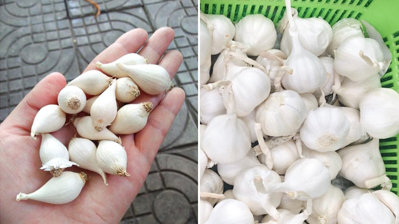 Bí quyết phi tỏi vàng ươm, giòn ngon, không lo bị đắng