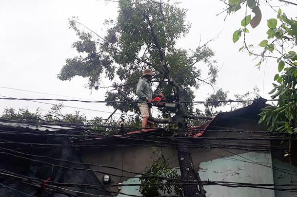 Một cây xanh cổ thụ bị gãy đổ đè lên nhà một người dân.
