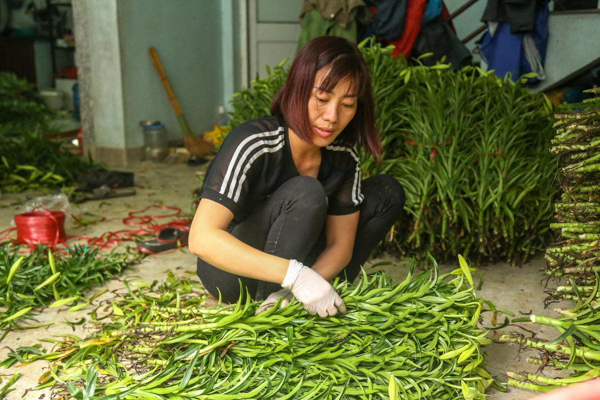  Một người dân đang bó hoa loa kèn thành từng bó để mang ra chợ bán. Ảnh: L.A.