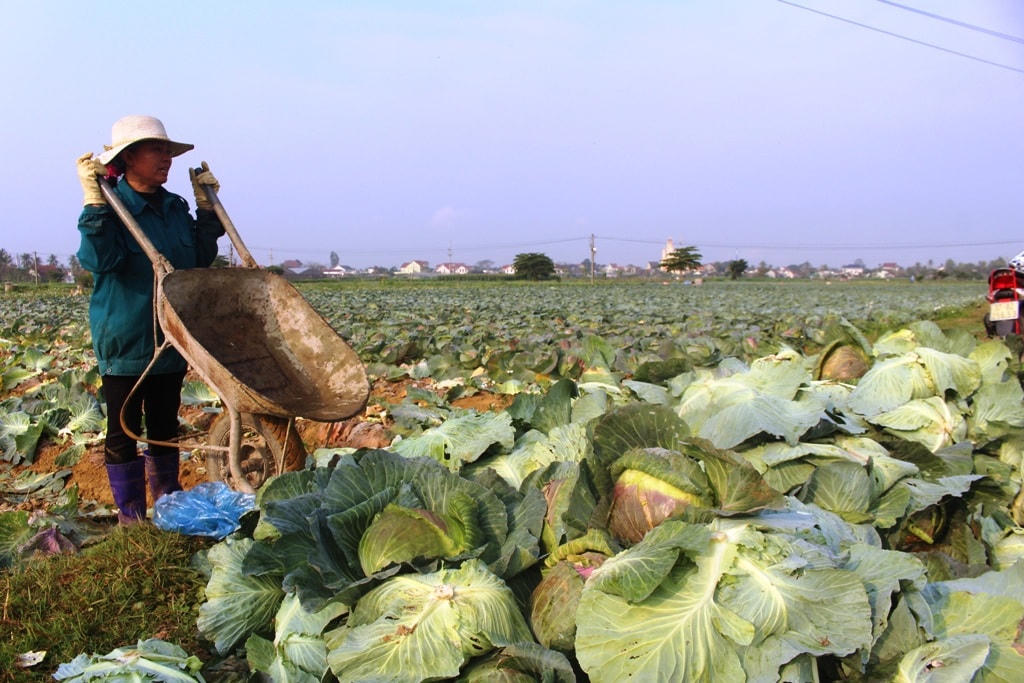 Bà Quý lo lắng những ngày tới cải bắp phải cắt bỏ, vì không có ai mua.
