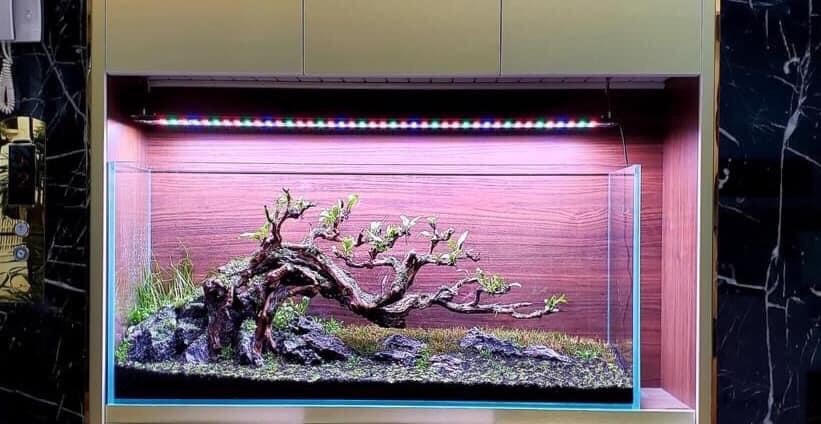 Cây gỗ vươn mình dưới nước. Ảnh: NVCC. 