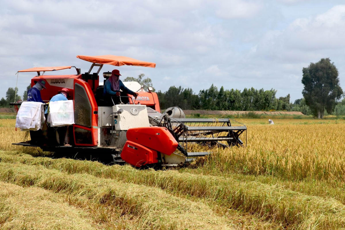 Thông qua liên kết, sản lượng lúa vụ Hè Thu 2021 của Hợp tác xã nông nghiệp Hương Trang (huyện Mộc Hóa, Long An) được doanh nghiệp thu mua với mức giá cao hơn thị trường. Ảnh: Bùi Giang/TTXVN.4
