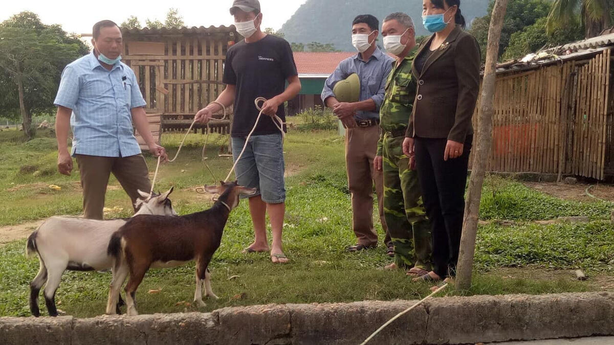 Ngoài trâu, bò... những nơi phù hợp với thổ nhưỡng, khí hậu có thể được hỗ trợ nhưng giống cây trồng, con giống như dê... để chăn nuôi, phát triển kinh tế bền vững.