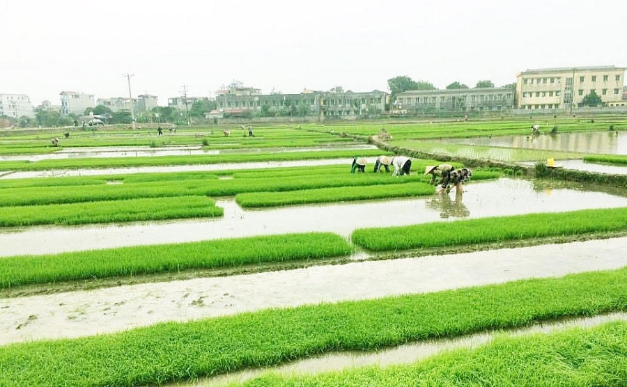 Vụ lúa Đông Xuân 2020-2021 dự báo được mùa lớn.