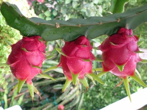 Quả thanh long chứa nhiều vitamin và khoáng chất cần thiết cho cơ thể.