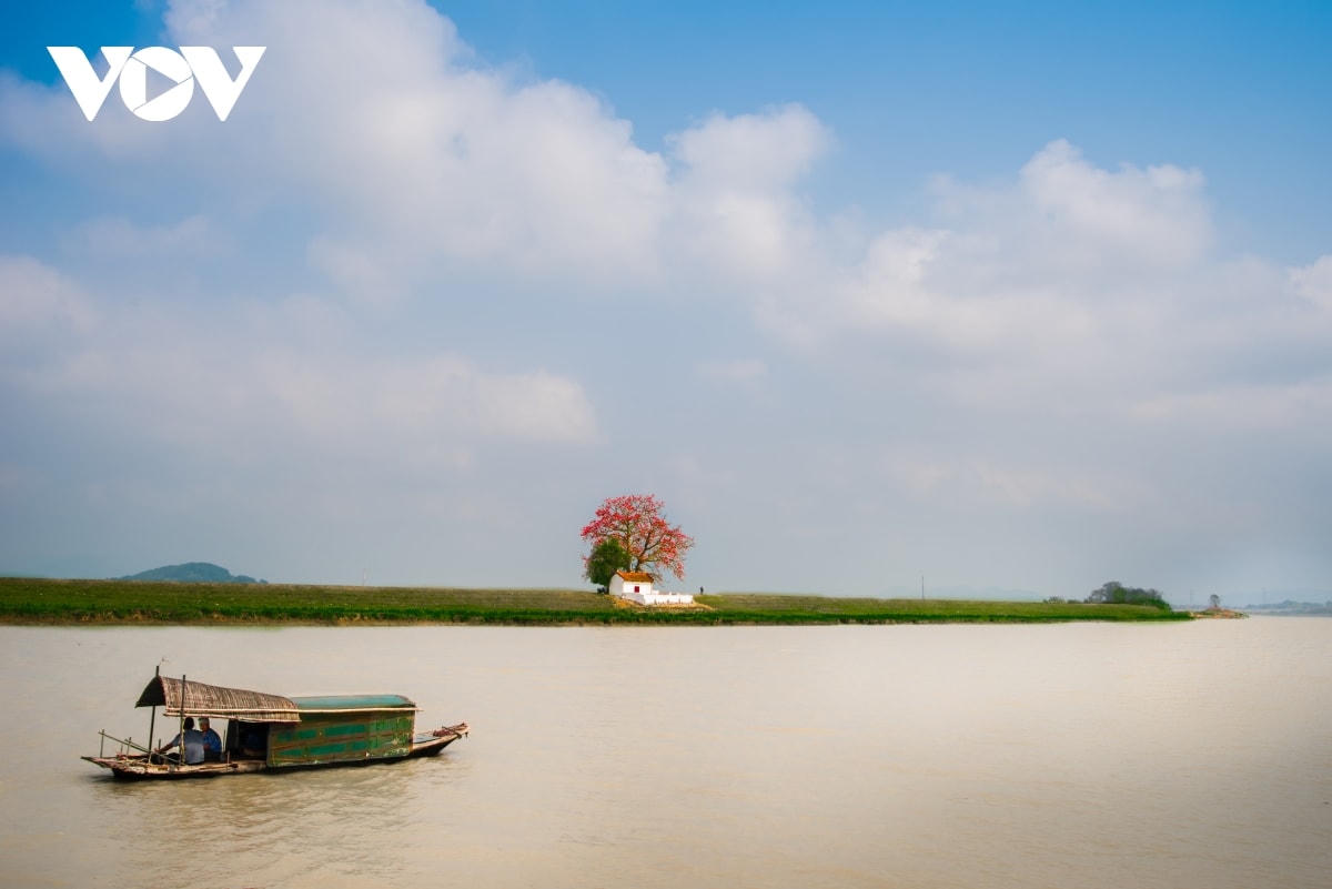 Khung cảnh nơi cây gạo Lãng Sơn cũng trở nên lãng mạn khi đứng bên dòng sông Thương thơ mộng, soi bóng xuống mặt nước. (Ảnh Đăng Giang).