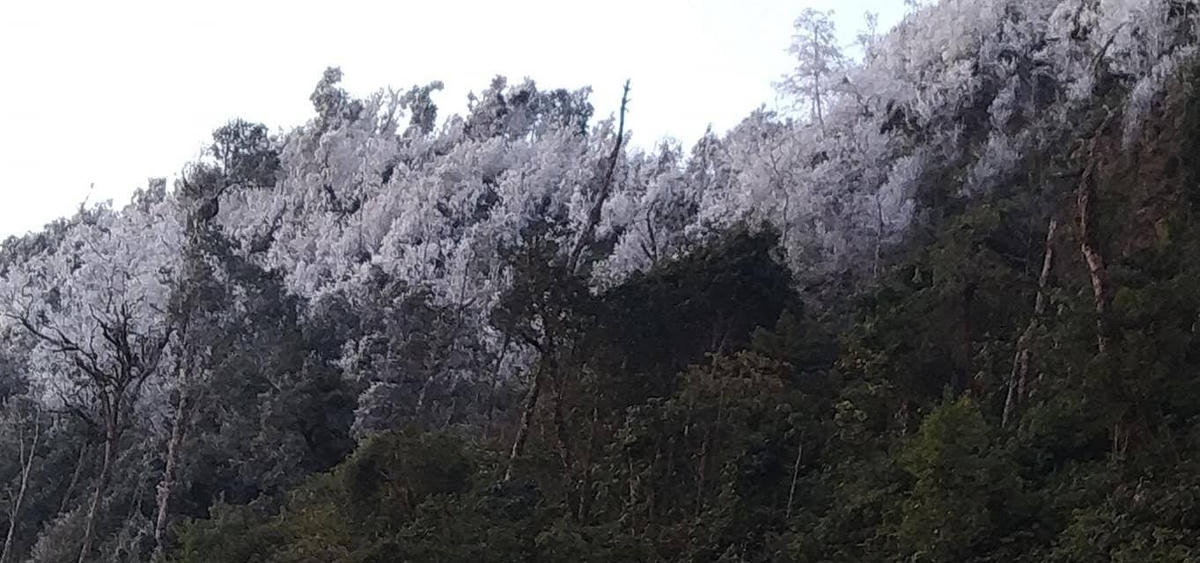Rừng cây bị đóng băng.