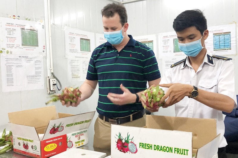 Chuyên gia Mỹ kiểm tra thanh long Việt Nam trước khi xuất khẩu sang thị trường này.