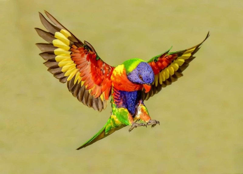 Vẹt lorikeet cầu vồng xuất hiện ở Australia là một trong những loài sinh vật có bộ lông sặc sỡ nhất thế giới động vật. (Nguồn: Stars Insider).