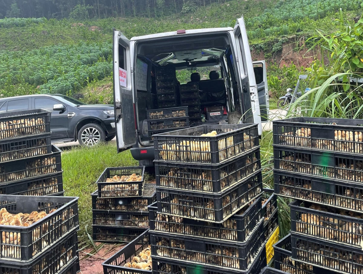Số gà giống nhập lậu được tập kết để chuẩn bị vận chuyển đi tiêu thụ.