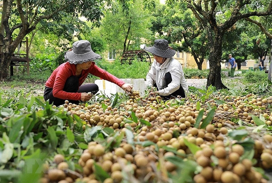 Nhiều loại nông sản chuẩn bị vào mùa thu hoạch “lo ngay ngáy” đầu ra.