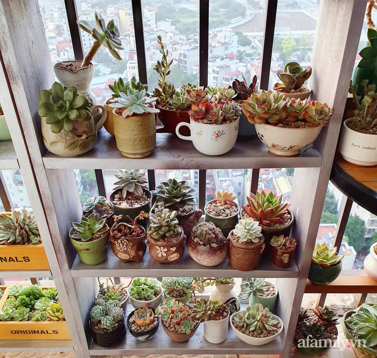 Những chậu sen đá đủ chủng loại được chăm sóc cẩn thận.