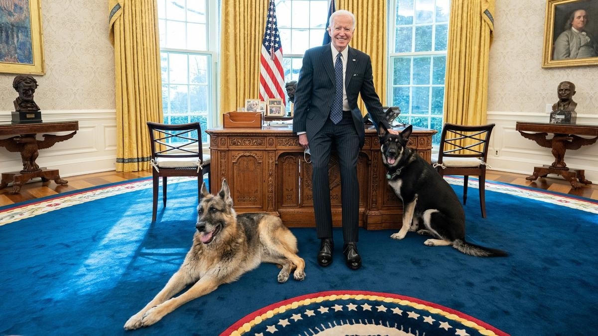 Vì cắn người, hai chú chó của Tổng thống Biden là Major và Champ, đã bị gửi về quê nhà ở Deleware sau thời gian ngắn chuyển vào Nhà Trắng. Ảnh: Reuters  