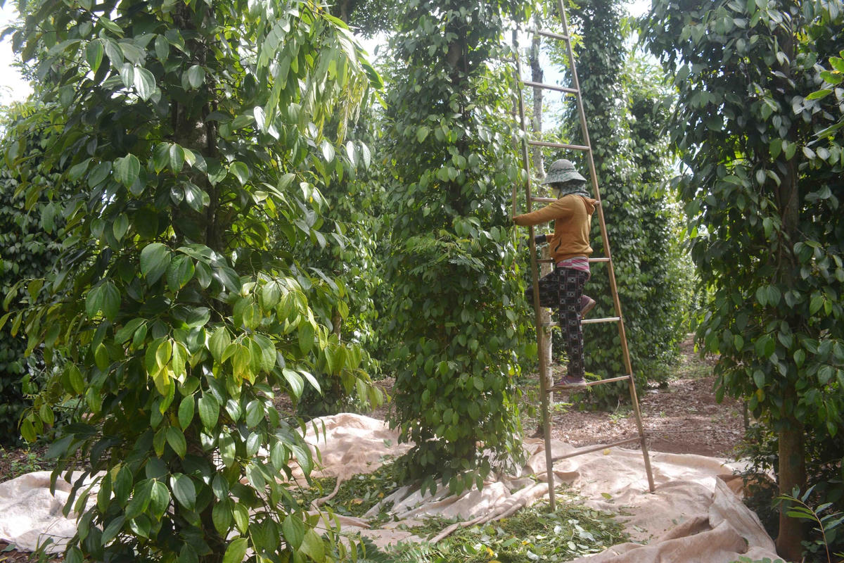 Giá tiêu tăng nhưng năng suất thấp, chi phí nhân công và phân bón tăng cao nên nhiều hộ trồng tiêu lấy công làm lãi.