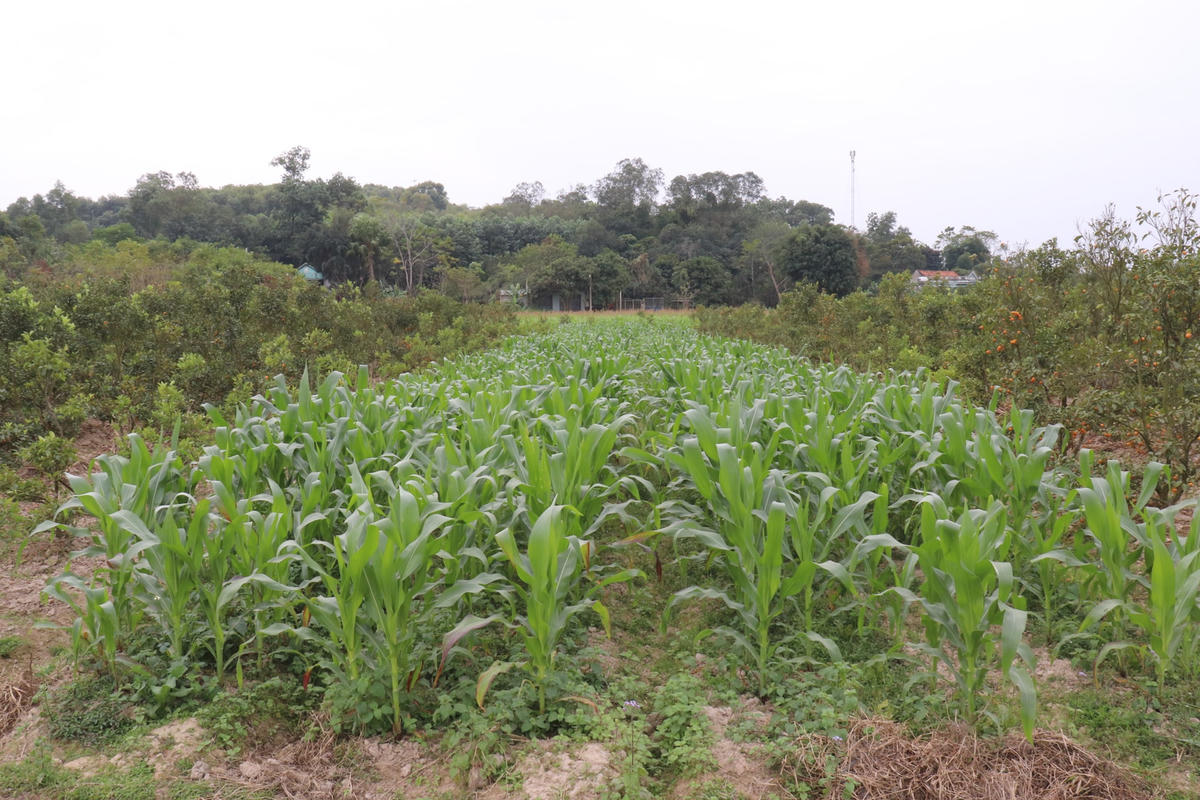 Nhiều diện tích đất trồng quất trước đó hiện đã bỏ hoang hoặc trồng một loại nông sản khác như ngô, lạc...