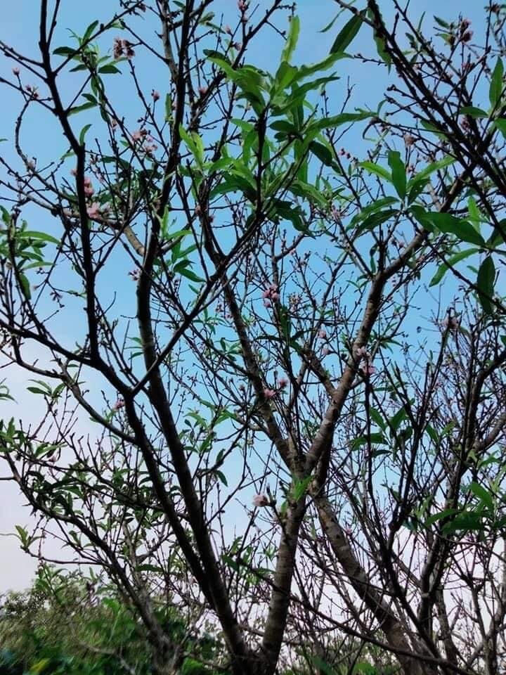 Những cành đào rừng bung nở sớm với chi chít nụ được hội chị em "săn" để chơi Tết sớm. Ảnh: NVCC.