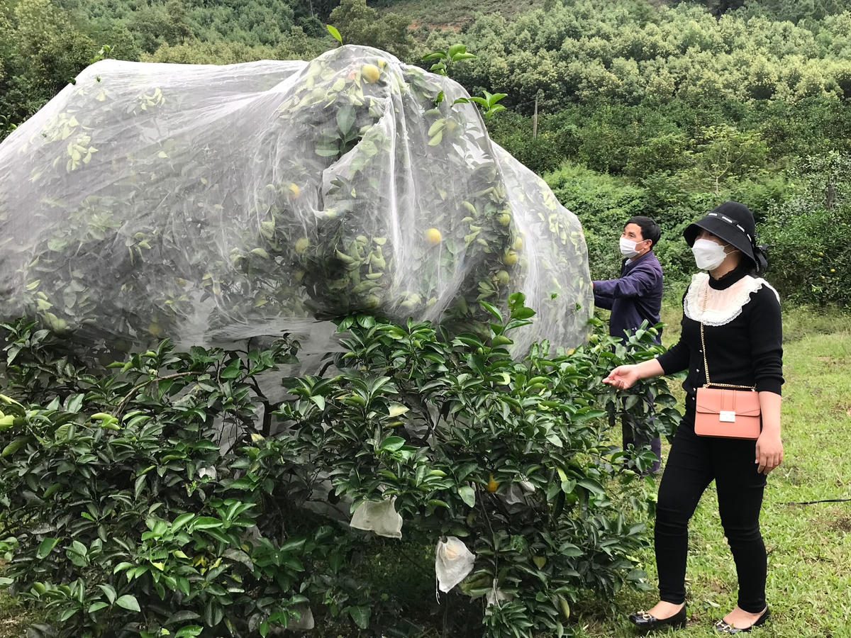 Cam được trùm màn để bảo vệ khỏi côn trùng.