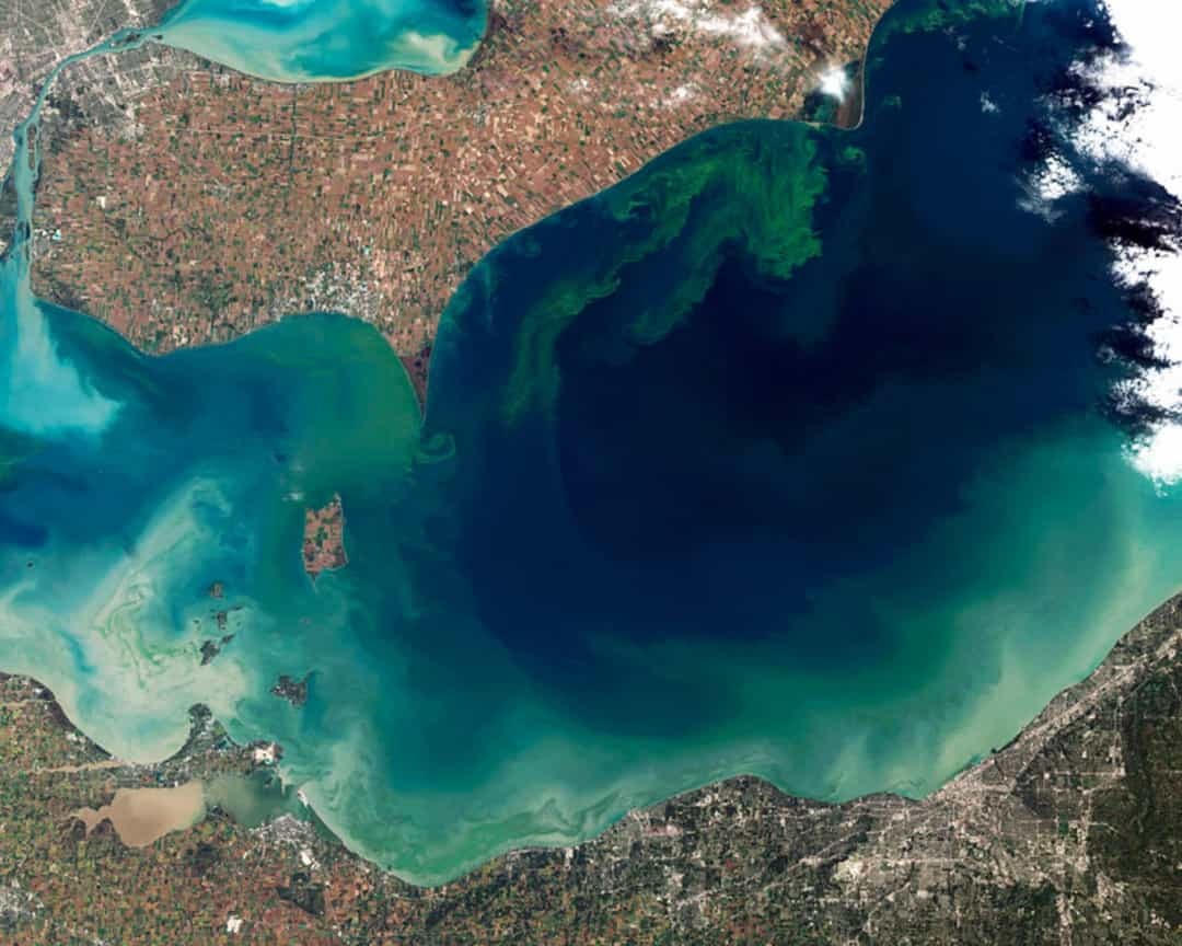 Theo Cơ quan Quản lý Khí quyển và Đại dương Quốc gia (NOAA), tảo nở hoa có hại "xảy ra khi các đàn tảo - thực vật đơn giản sống ở biển và nước ngọt - phát triển ngoài tầm kiểm soát và tạo ra các tác động độc hại hoặc có hại đối với con người, cá, động vật có vỏ, biển, động vật có vú và chim, gây suy nhược thậm chí tử vong.  