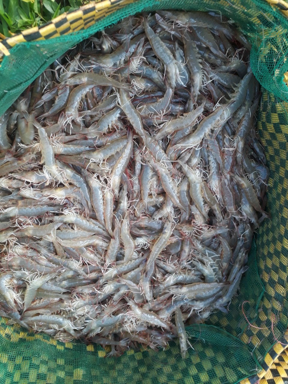 Giá tôm nhích lên là tín hiệu vui cho người nuôi vốn đối mặt với nhiều khó khăn trong thời gian qua.