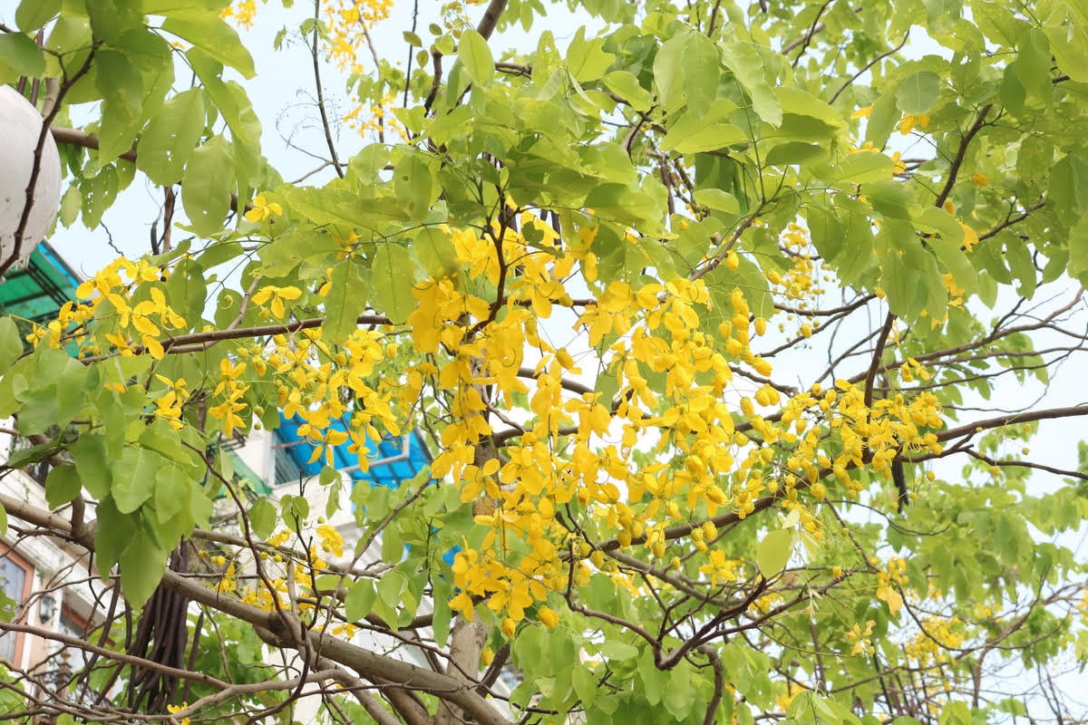 Dạo quanh bờ hồ, không khó để bắt gặp những cây muồng hoàng yến nở rộ, thi nhau khoe sắc. Ảnh: Doãn Nhàn.