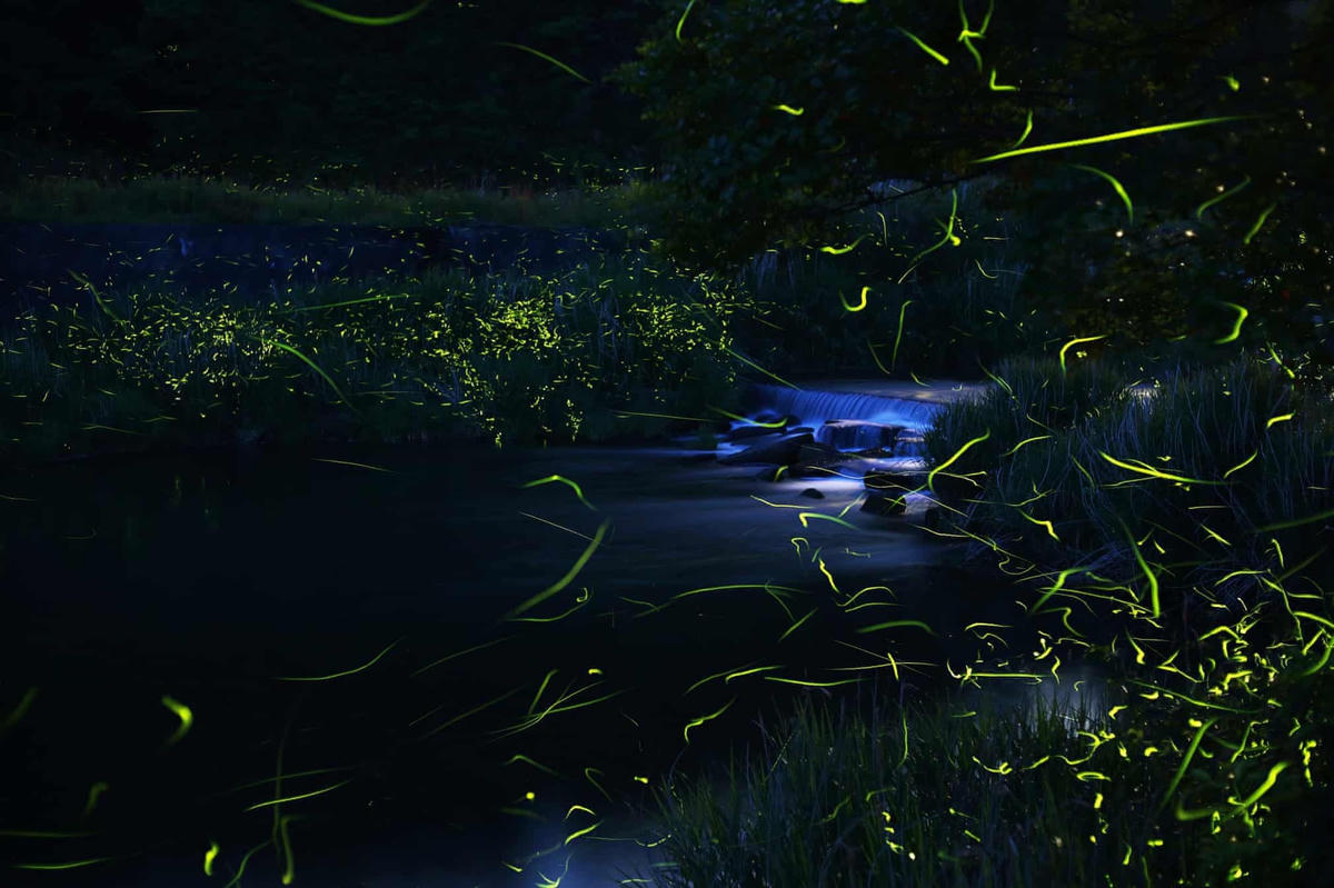 Những con đom đóm thắp sáng bụng của chúng để thu hút bạn tình. (Ảnh: Kei Nomiyama/The Guardian).