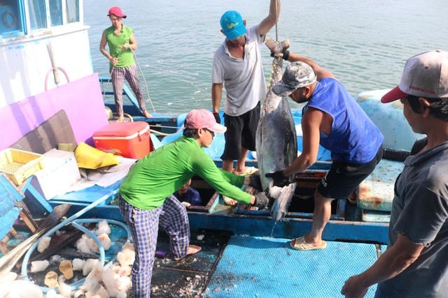 ngư dân bốc xếp cá lên cảng Hòn Rớ.