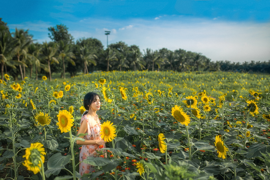 Rủ nhau check in đồi hoa mặt trời tại Eco Park