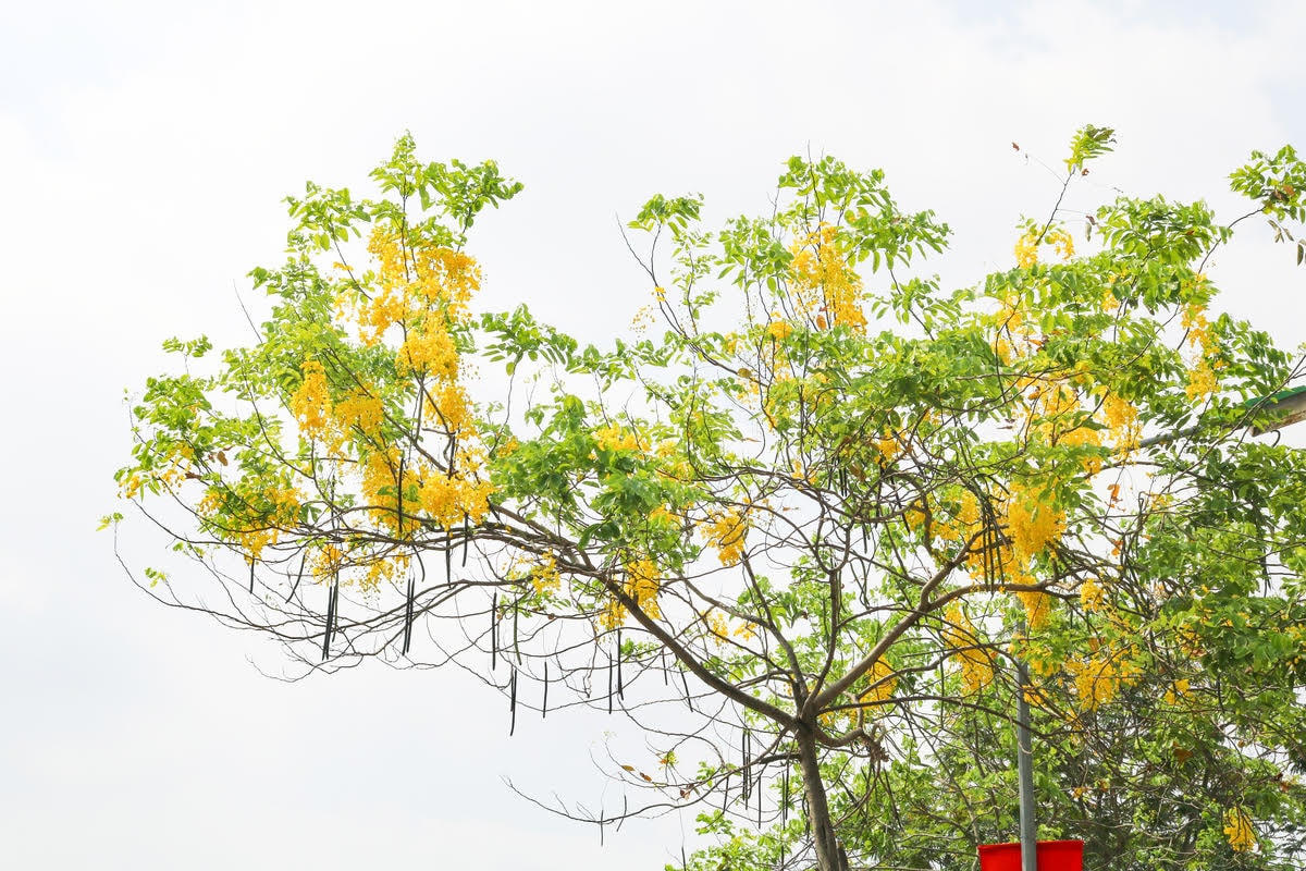 [ẢNH] Muồng hoàng yến nhuốm sắc vàng cả góc phố Hà Nội giữa mùa dịch