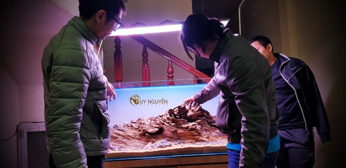 Một bể thủy sinh có giá thành giao động từ 500.000 đến chục triệu phụ thuộc vào độ phức tạp của khung cảnh.