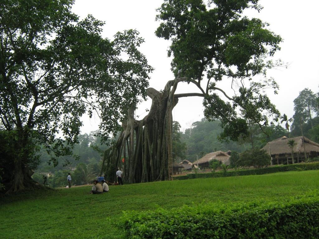 Cây đa Tân Trào.
