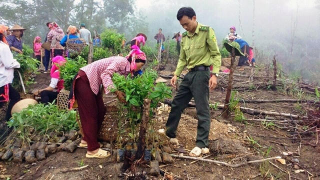 Người dân huyện Mường Tè (Lai Châu) nhận cây giống để trồng rừng.