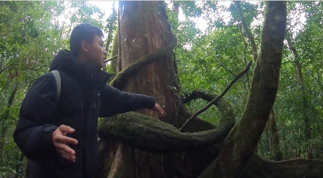 Bên gốc cây thông quý hiếm.