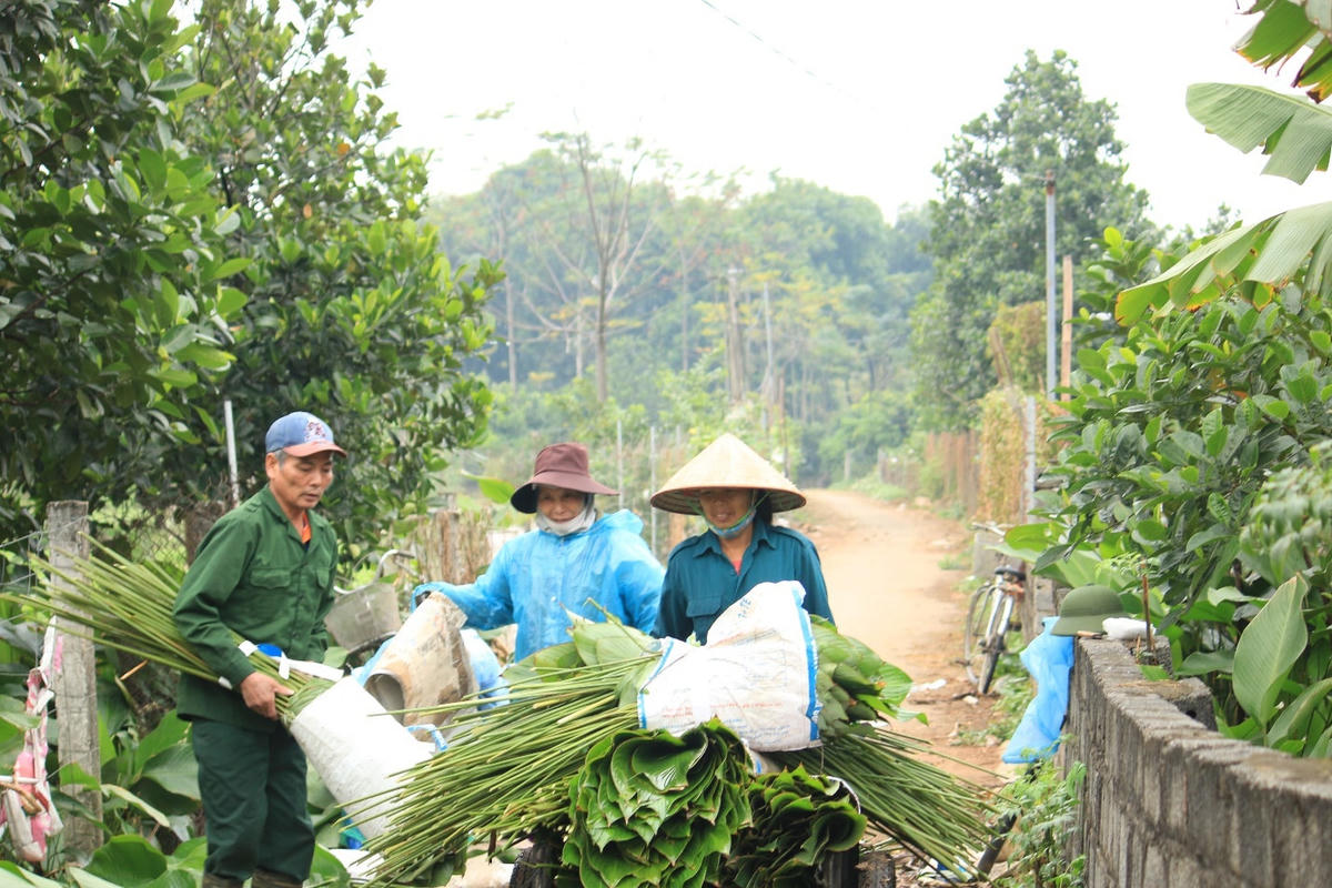 Năm nay lá dong được mùa, người dân phấn khởi bỏ túi cả chục triệu đồng/1 sào lá.